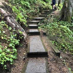 Mt Dewey Trail