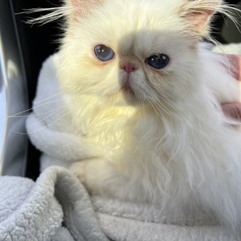 Kingsley Kittens - Pet Breeders Near Me