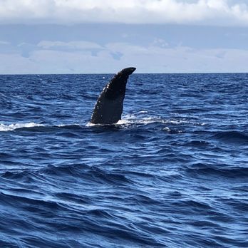 Makai Adventures - Whale - Boat Charters Near Me - Lahaina, Hawaii