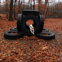 Morton Dog Park - Turbo being turbo.