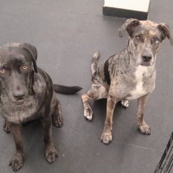 The Barking Lot - Journey and Noi - Pet Groomers Near Me - Providence, Rhode Island