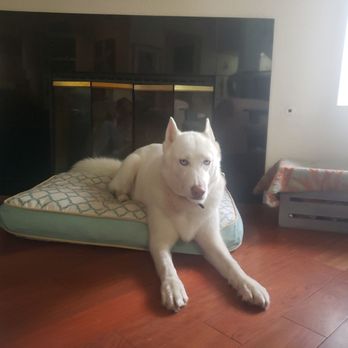 Furry Rascals Grooming - A white husky! I thought he was a black lab for so long. - Pet Groomers Near Me - Long Beach, California