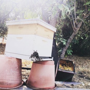 The Bartering Bees - Acclimating to their new home on a farm in Ojai! - Pest Control Near Me The Bartering Bees - Acclimating to their new home on a farm in Ojai! - Pest Control Near Me