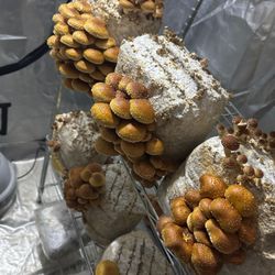 Monroe Mushroom