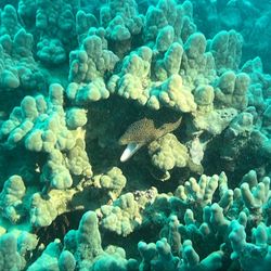 Blue Wilderness Dive Adventures - Eel of Gardens!