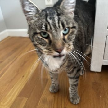 Maggie's Kitty Comforts Cat Care - Pet Sitting Near Me Maggie's Kitty Comforts Cat Care - Pet Sitting Near Me