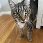 Maggie's Kitty Comforts Cat Care
