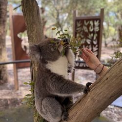 Cleland Wildlife Park