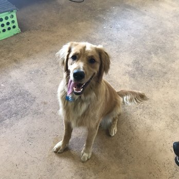River Paws - Pet Sitting Near Me - Waunakee, Wisconsin