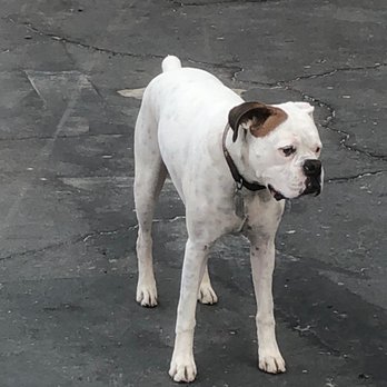 Grantline Veterinary Hospital - The Brown Eared Terrorist: Healthy at 10 yrs old. - Veterinarians Near Me - Elk Grove, California