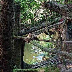 Gondwanaland - Gondwanaland je obrovský skleník v ZOO Leipzig