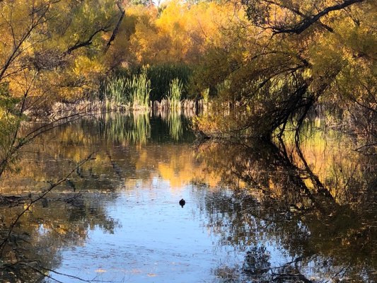 Hassayampa River Preserve by null