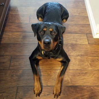 Activated Canine - Dog Training - Pet Training Near Me Activated Canine - Dog Training - Pet Training Near Me