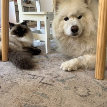Siberian Pearl Cattery - Pet Breeders Near Me - Boulder, Colorado Siberian Pearl Cattery - Pet Breeders Near Me - Boulder, Colorado