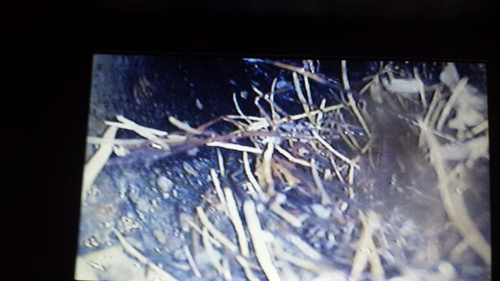 Slide of Gray's Rooter