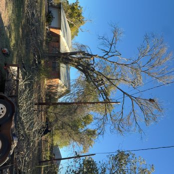 Zavala Tree Service - Tree Services Near Me Zavala Tree Service - Tree Services Near Me