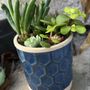 Photo of Star Succulent Nursery