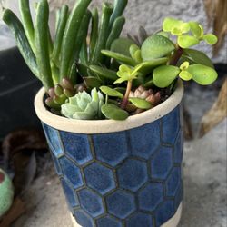 Star Succulent Nursery - Succulents in a pottery with a saucer