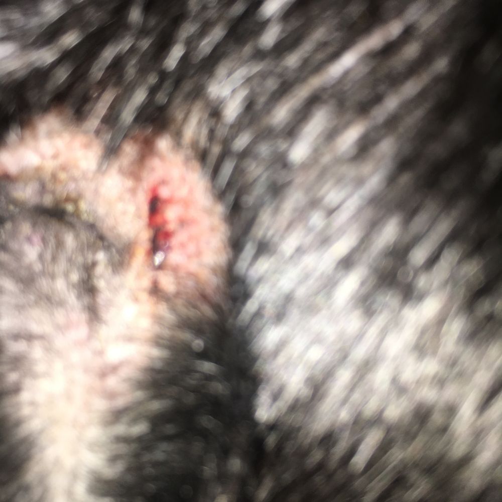 The groomer cut my dogs ear The groomer cut my dogs ear