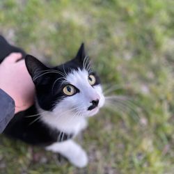 Missoula Animal Services - Our cat