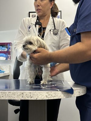 South Federal Animal Hospital