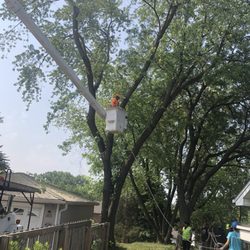 Pat's Custom Lawn Care and Snow Removal Services - Removal of silver maple trees along side fence and garage.