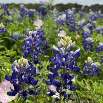 Brushy Creek Lake Park - Blue bonnet - Playgrounds Near Me - Austin, Texas Brushy Creek Lake Park - Blue bonnet - Playgrounds Near Me - Austin, Texas