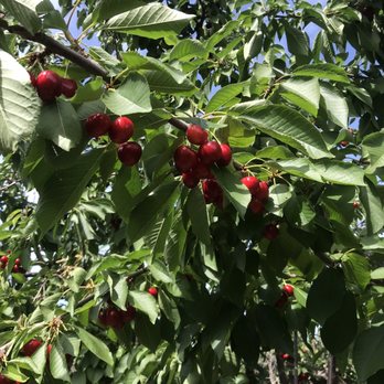 Marsh Creek Cherries - Pick Your Own Farms Near Me - Brentwood, California Marsh Creek Cherries - Pick Your Own Farms Near Me - Brentwood, California