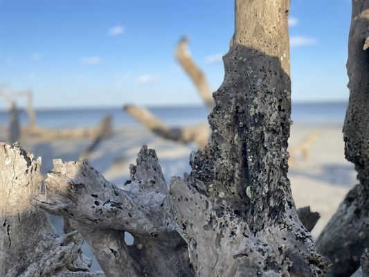 Driftwood Beach by null