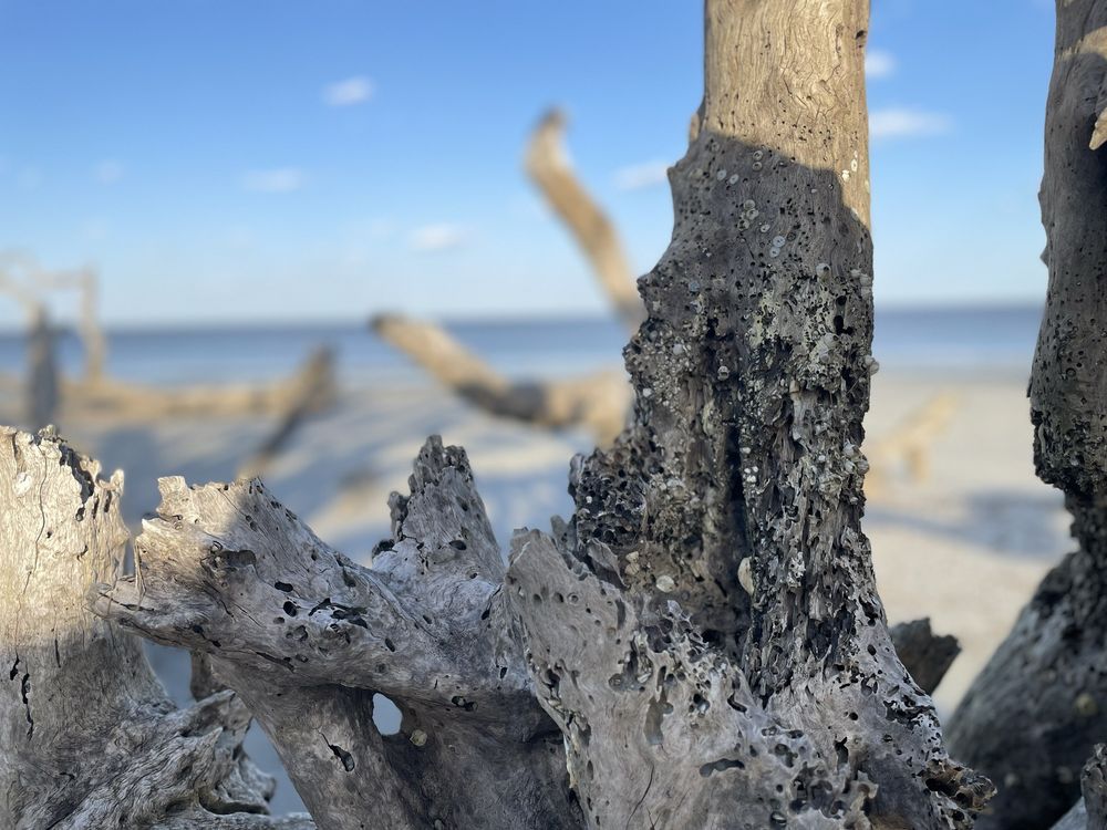 Social spots from Driftwood Beach