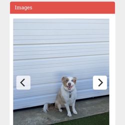 K9 Resorts - Apex