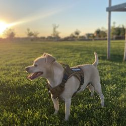 Ellis Dog Park