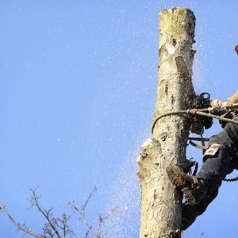 Andersen Tree Experts - Tree Services Near Me Andersen Tree Experts - Tree Services Near Me