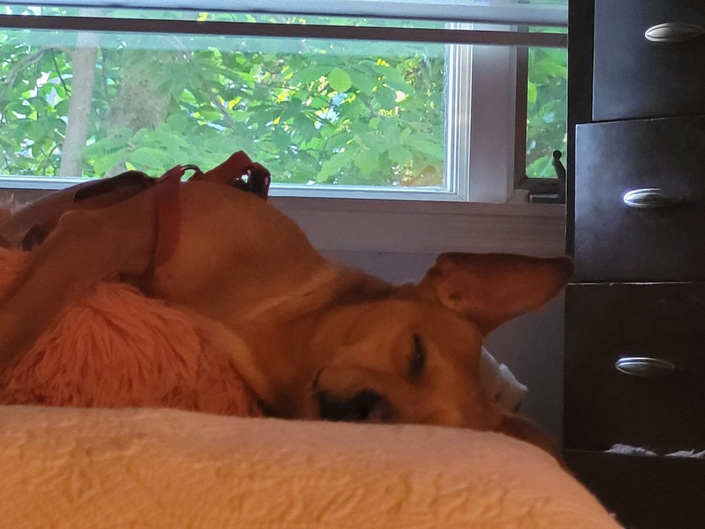 ANIMAL HOUSE VETERINARY HOSPITAL Updated August 2024 16 Photos & 23