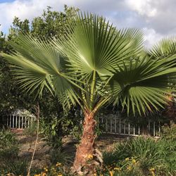 What can I say..!! I love Palm trees.!!