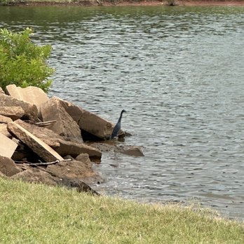 Arcadia Lake - Bird - Lakes Near Me - Arcadia, Oklahoma Arcadia Lake - Bird - Lakes Near Me - Arcadia, Oklahoma