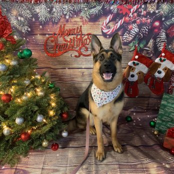 Muddy Paws Dog Grooming - Pet Stores Near Me - Everett, Washington