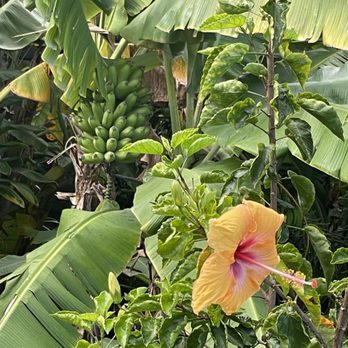 The Coffee Shack - Coffee & Tea Near Me - Captain Cook, Hawaii The Coffee Shack - Coffee & Tea Near Me - Captain Cook, Hawaii