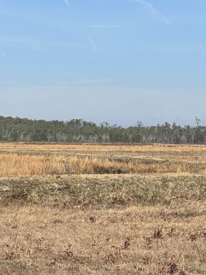 Alligator River National Wildlife Refuge by null