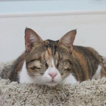 Town Cats - Animal Shelters Near Me