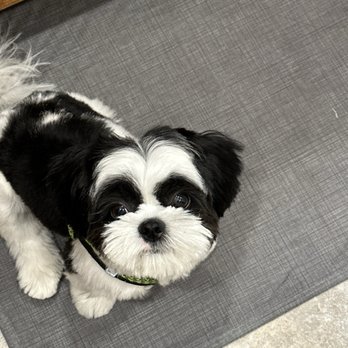 Le Pawsh - Pet Groomers Near Me - Fremont, California Le Pawsh - Pet Groomers Near Me - Fremont, California