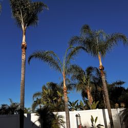 Eder Tree Service and Lawn Maintenance - After...looking good!