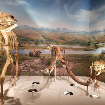 Royal Alberta Museum - Cool fossils inside the Royal Alberta Museum - Museums Near Me - Edmonton, Alberta