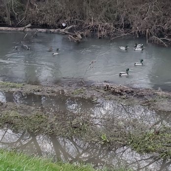 Stevens Creek Trail - Waterbirds in the creek - Hiking Near Me