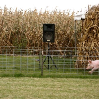 Goebbert's Farm - Pig races - Pumpkin Patches Near Me - Pingree Grove, Illinois