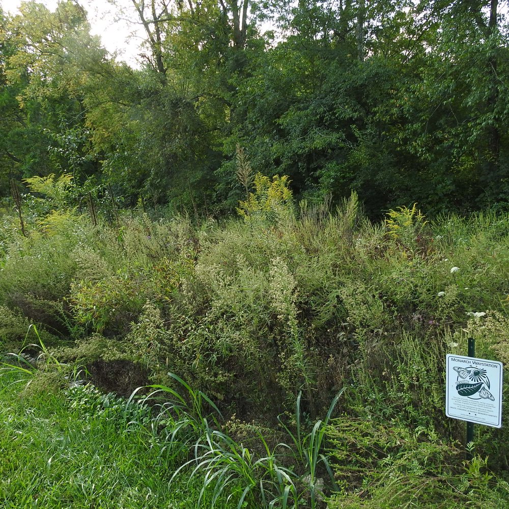 Anchorage Trail - Milkweed patch - Hiking Near Me - Anchorage, Kentucky