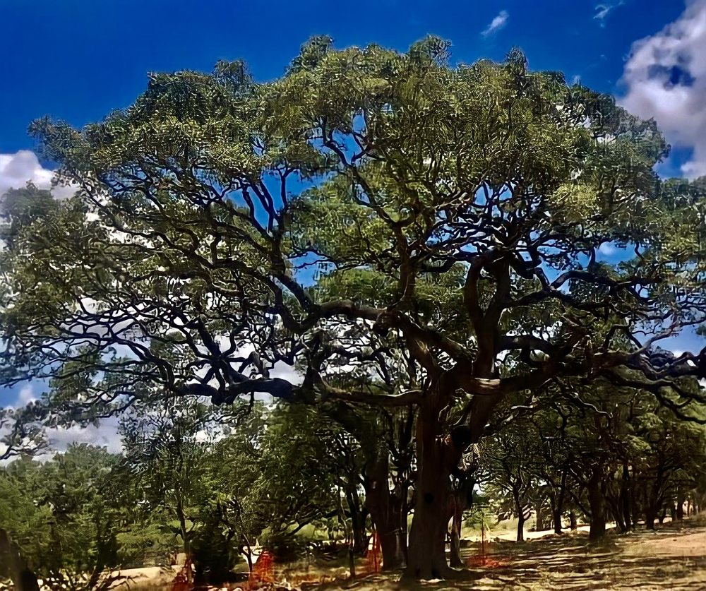 Berrios Tree service - tree service in San Antonio, TX
