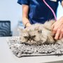 Photo of Troy & Wentzville Veterinary Clinics