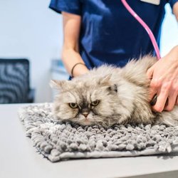 Troy & Wentzville Veterinary Clinics