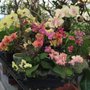 Divine Orchids